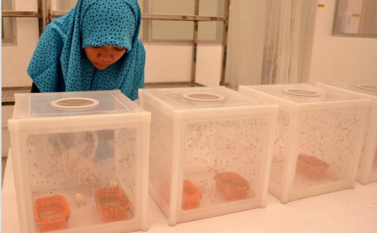  Preparing For The First Release of WOLBACHIA MOSQUITOES in Indonesia