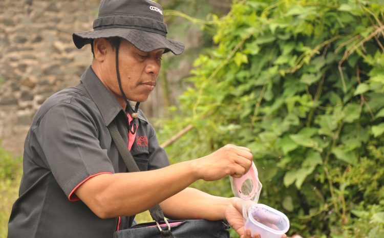  Wolbachia on the rise in Yogyakarta sites