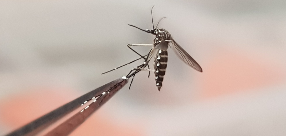 Scientists are racing to Eliminate the World’s fastest spreading