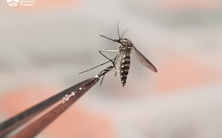  Scientists are racing to Eliminate the World’s fastest spreading tropical disease