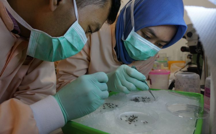  UGM-WMP Gets Muri Awards for Wolbachia Innovation to Eliminate Dengue