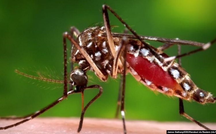  Kolab Ilmuwan Indonesia-Australia Sukses, Bikin Nyamuk Sulit Tularkan Demam Berdarah